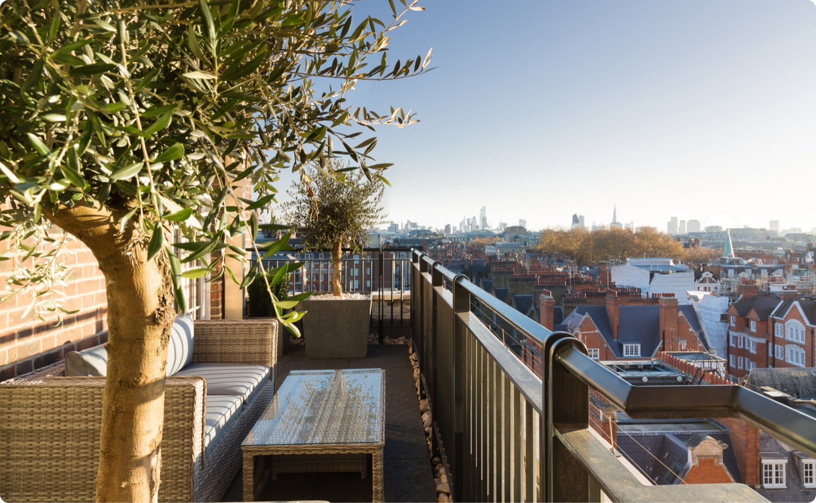 Terrace with olive trees above the rooftops
